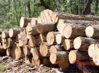 5 миллионов кубометров леса отправлено на экспорт из России в страны АТР